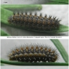 melit didyma larva34hib volg